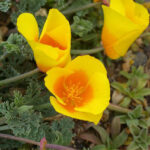 Eschscholzia californica var. maritima - California poppy coastal form