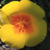 Eschscholzia californica var. maritima