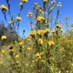 Euthamia occidentalis - western flat topped goldenrod