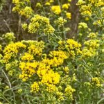 Euthamia occidentalis - western flat topped goldenrod