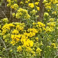 Euthamia occidentalis