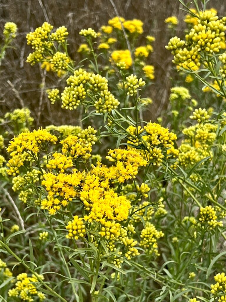 Euthamia occidentalis - western flat topped goldenrod