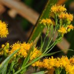 Euthamia occidentalis - western flat topped goldenrod