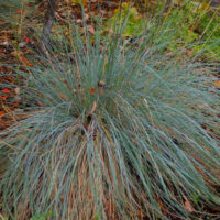 Festuca californica ‘Phil’s Silver’
