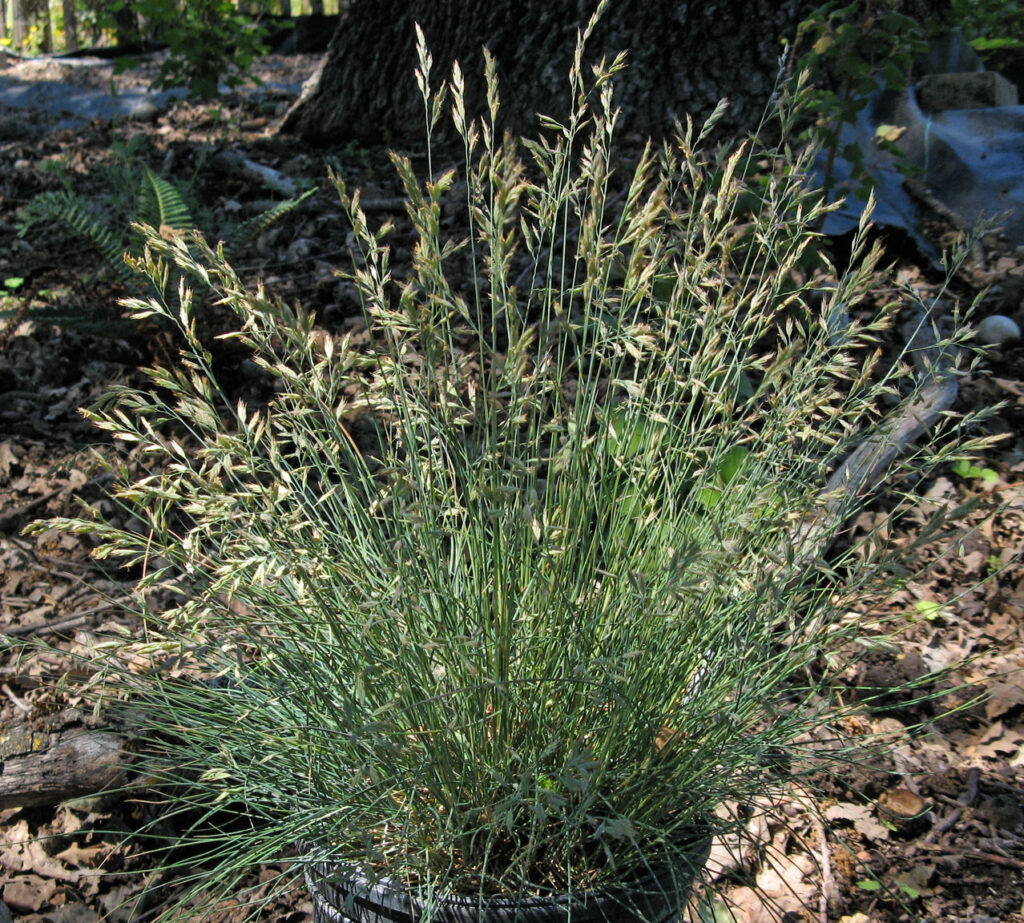 Festuca idahoensis 'Tomales Bay' - Idaho fescue