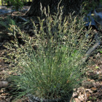 Festuca idahoensis ‘Tomales Bay’