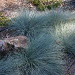 Festuca rubra 'Patrick's Point' - creeping red fescue