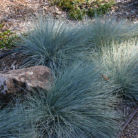 Festuca rubra ‘Patrick’s Point’