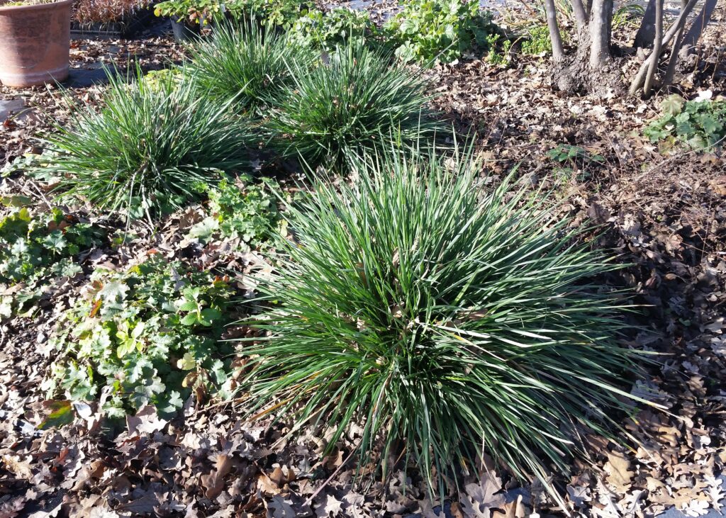 Festuca californica 'Scott Mountain' - California fescue