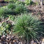 Festuca californica 'Scott Mountain' - California fescue