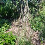 Festuca californica 'Scott Mountain' - California fescue