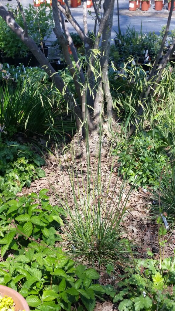 Festuca californica 'Scott Mountain' - California fescue