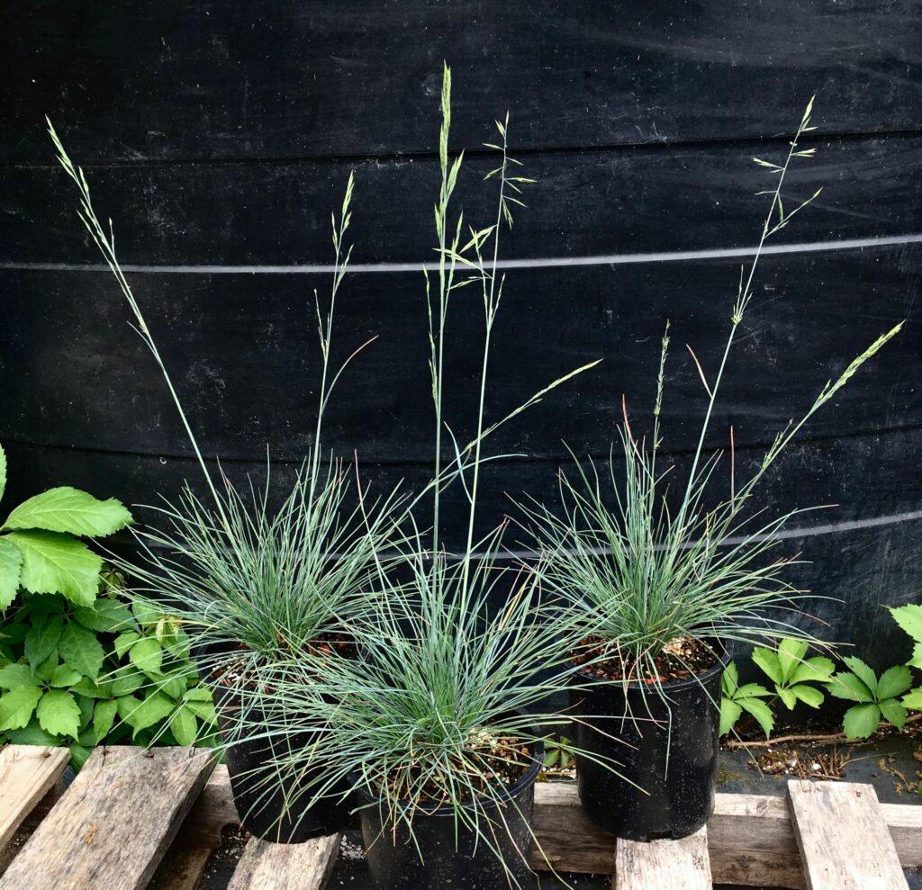 Festuca idahoensis 'Little Bald Hills' - Idahoe fescue