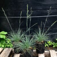 Festuca idahoensis ‘Little Bald Hills’