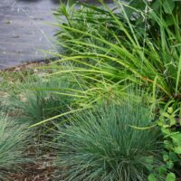 Festuca idahoensis ‘Stony Creek’