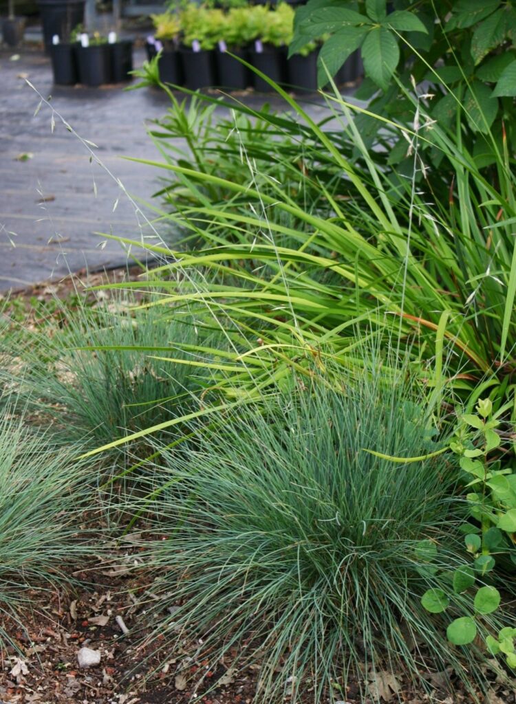 Festuca idahoensis 'Stony Creek' - Idaho fescue
