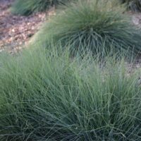 Festuca rubra – Molate strain