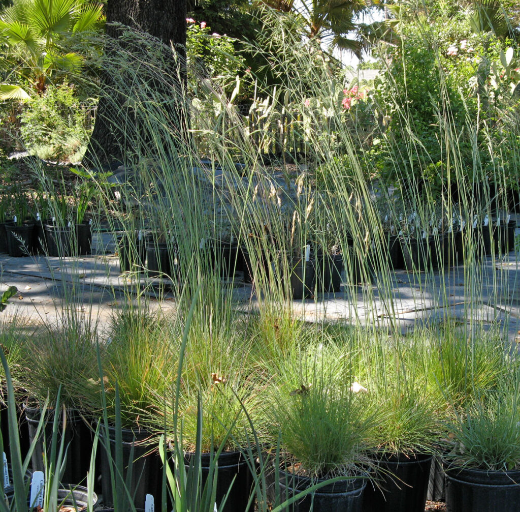 Festuca idahoensis - Idaho fescue