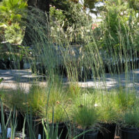 Festuca idahoensis