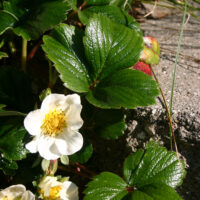 Fragaria chiloensis ‘Green Pastures’