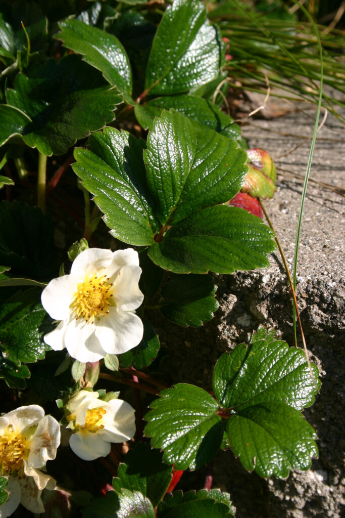 Fragaria chiloensis 'Green Pastures' - beach strawberry
