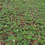 Fragaria vesca - woodland strawberry