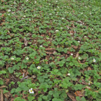 Fragaria vesca