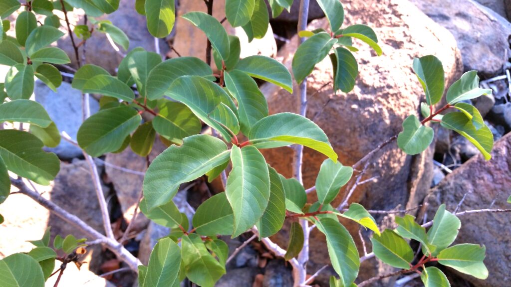 Frangula (Rhamnus) californica ssp. occidentalis - Western California coffeeberry