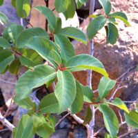 Frangula (Rhamnus) californica ssp. occidentalis