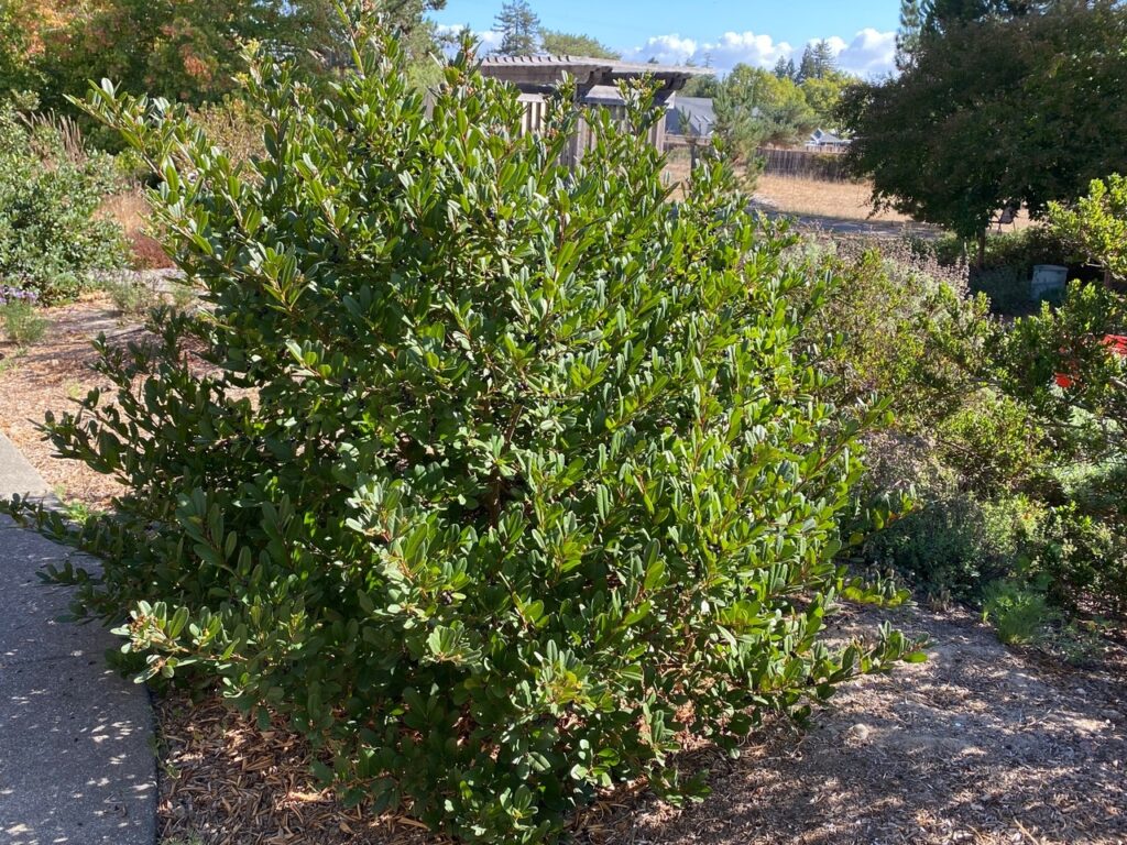 Frangula (Rhamnus) californica 'Gumdrop' - California coffeeberry