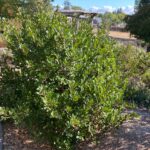 Frangula (Rhamnus) californica 'Gumdrop' - California coffeeberry