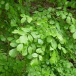 Fraxinus latifolia - Oregon ash