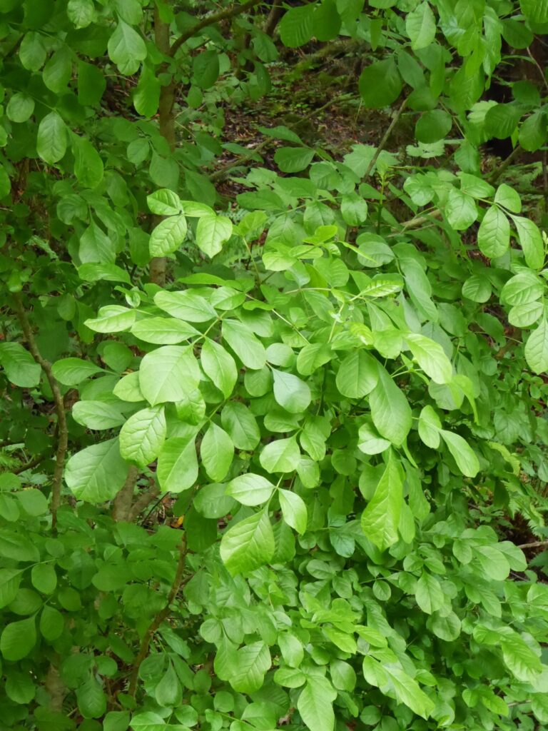 Fraxinus latifolia - Oregon ash