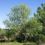 Fraxinus latifolia - Oregon ash