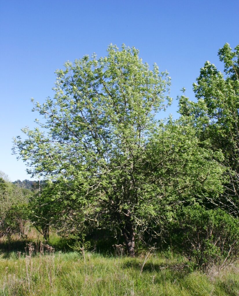 Fraxinus latifolia - Oregon ash