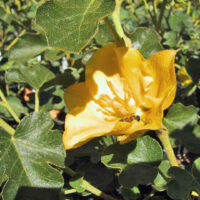 Fremontodendron ‘California Glory’
