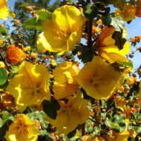 Fremontodendron ‘Pacific Sunset’