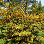 Fremontodendron 'Pacific Sunset' - flannel bush