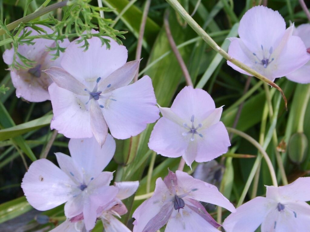 Calochortus uniflorus 'Cupido' - large flowered star tulip