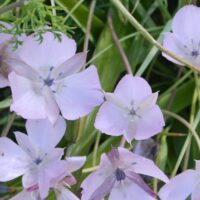 Calochortus uniflorus ‘Cupido’