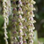Garrya elliptica - coast silktassel