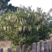 Garrya elliptica