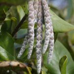 Garrya elliptica - coast silktassel