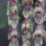 Garrya issaquahensis 'Pat Ballard' - silktassel