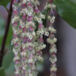 Garrya issaquahensis 'Pat Ballard' - silktassel
