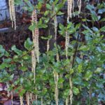 Garrya issaquahensis 'Pat Ballard' - silktassel
