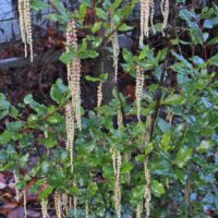 Garrya issaquahensis ‘Pat Ballard’