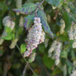 Garrya elliptica - coast silktassel