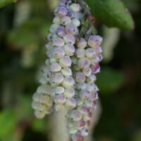 Garrya elliptica – FEMALE