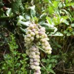 Garrya elliptica - coast silktassel